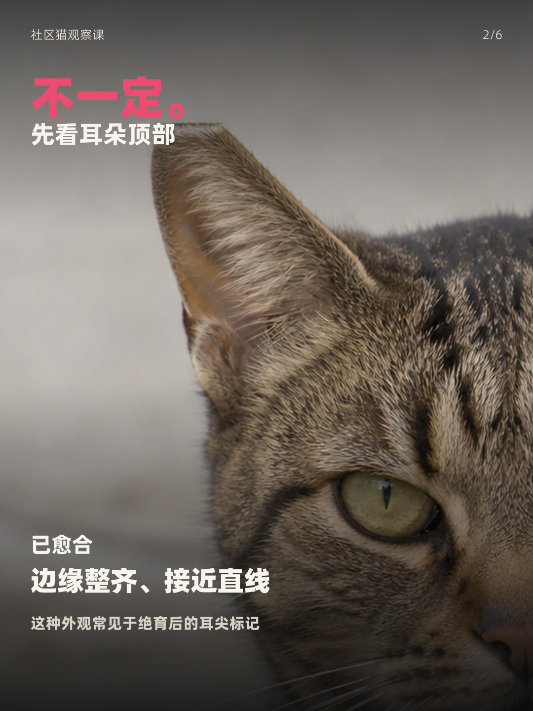 规则直边可能是绝育后的耳尖标记