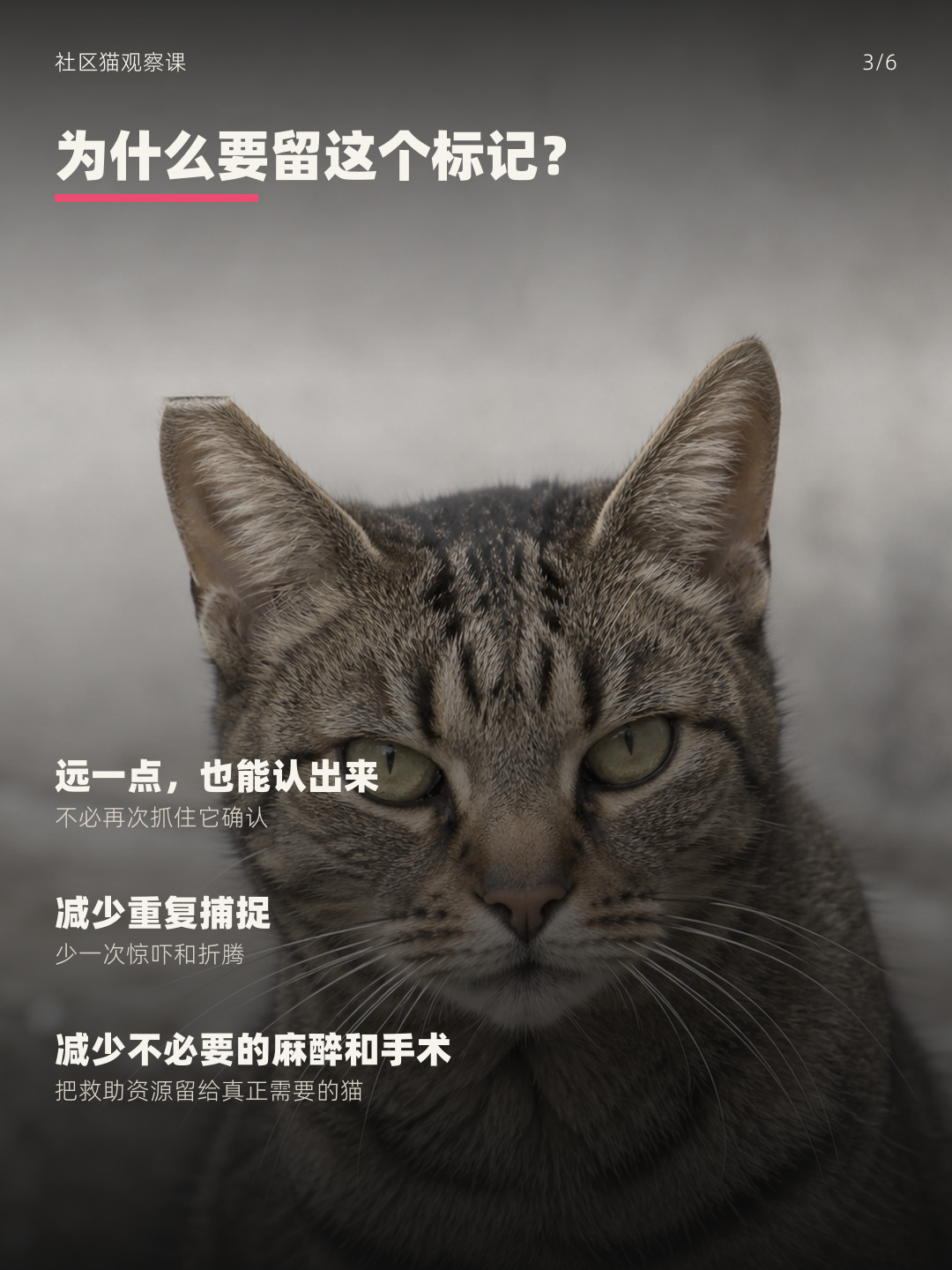 耳尖标记能减少重复捕捉