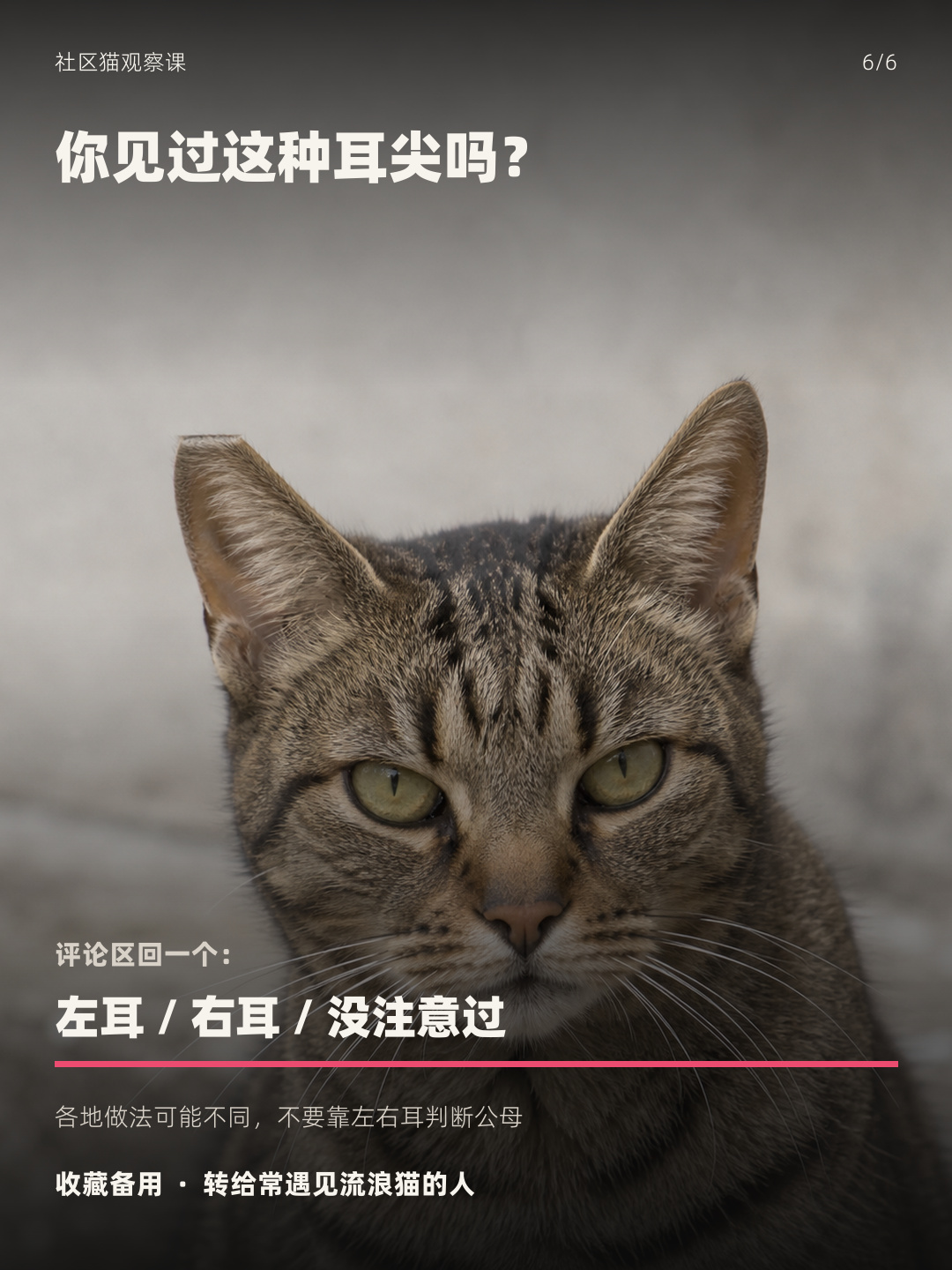 不同地区耳尖标记做法可能不同