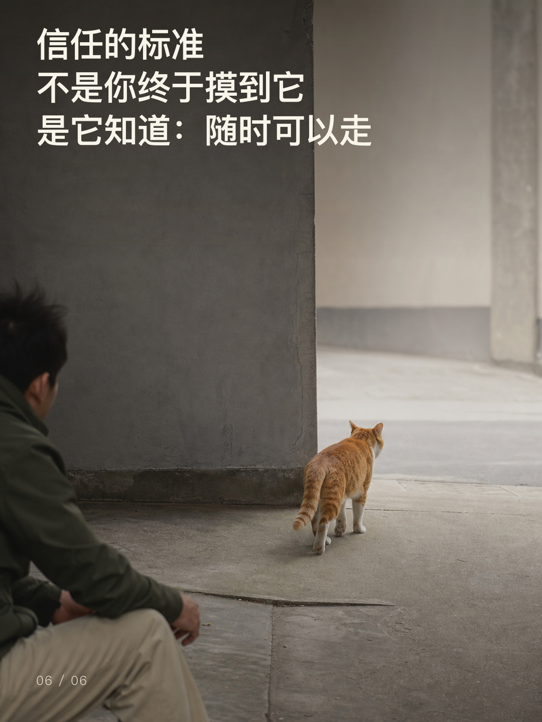 给流浪猫选择离开的自由